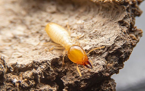 close up of a termite
