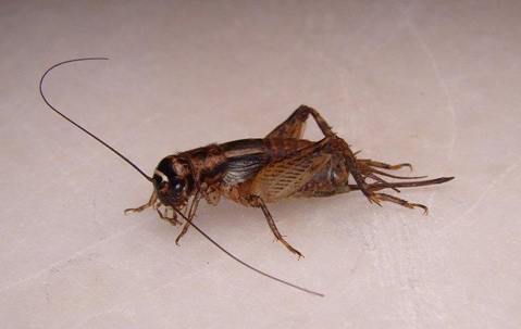 Cricket Facts and Keeping Crickets as Pets