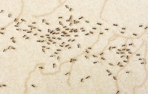 Ants In New Jersey: The Ultimate Control Guide